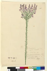 Page 105. Comesperma ericinum