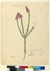 Page 106. Comesperma ericinum