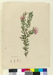 Grevillea punicea