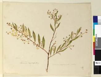 Page 147. Acacia myrtifolia