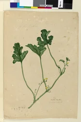 Page 155. Water Melon