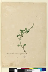 Page 156. Amaranthus Blitum