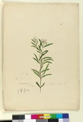 Grevillea sericea