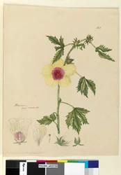 Page 163. Hibiscus