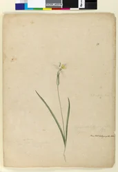 Page 170. Diplarrhena moraea