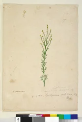 Symphionema paludosum