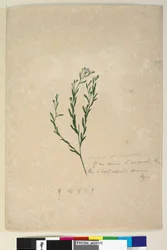 Page 182. Linum sp allied to augustifolium