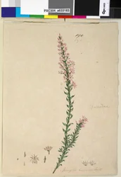 Page 190. Sprengelia incarnata