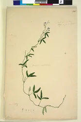 Page 218. Kennedia comptoniana Hardenbergia comptoniana