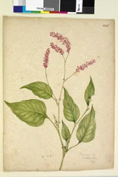 Page 228. Polygonum orientale