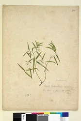 Page 230. Geitonoplesium cymosum