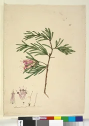 Lambertia formosa