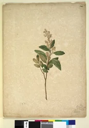 Page 240. Pomaderris ligustrina