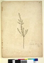 Page 261. Lissanthe strigosa