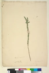 Epacris sparsa