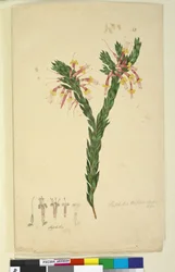 Styphelia triflora
