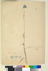 Wahlenbergia gracilis