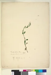 Samolus repens