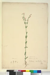 Page 40. Erythraea australis