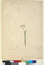 Page 49. Trachymene linearis