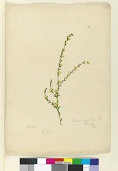 Pimelea curviflora