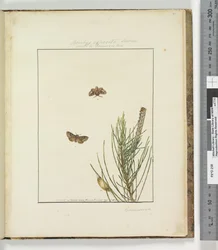 Page 51. Plate 13 Bombyx Exposita Lewin allied to...