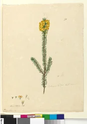 Page 73. Dillwynia Rubis?