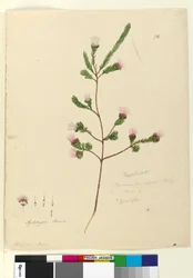 Page 76. Darwinia fascicularis