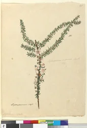 Page 86. Leptospermum scoparium