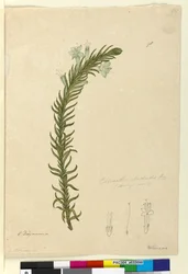 Page 98. Chloanthes stoechadis