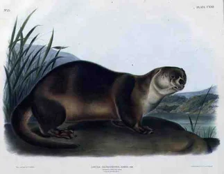 Lutra Canadensis or Lataxina Mollis (Canada Otter), plate 122 from 