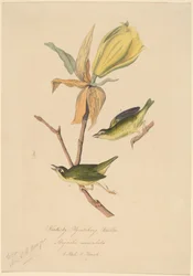 Kentucky Fly-catching Warbler