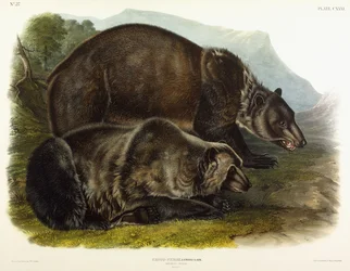 Male Grizzly Bear