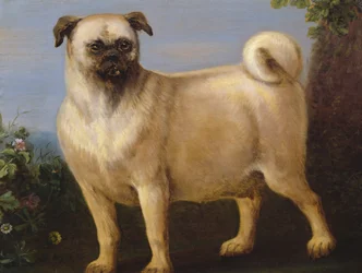 A Pug in a Landscape
