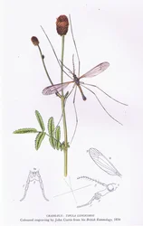 Crane Fly, Nature in Britain published by Collins