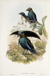 Superb Bird of Paradise