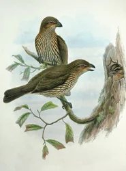 Ailuroedus Dentirostris, Tooth-billed Catbird