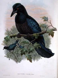 Curl-crested Manucode