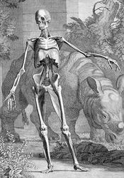 A Skeleton, plate 4 from 