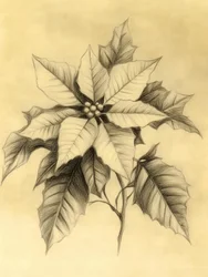 Elegant Poinsettia Drawing