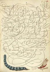 Caterpillar and Insect