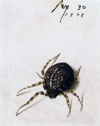 Female Spider, 1578