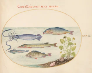 Fish