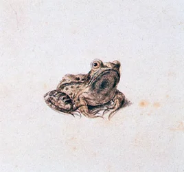 Green Frog