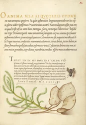 House Fly, Lavender Cotton, and Money Plant