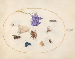 Insects, c.1575-80