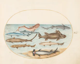 Plate 10: Nine Sharks