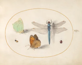Plate 17: Brimstone and Meadow Brown (?) Butterflies, a Blue Chaser, and Two Small Insects