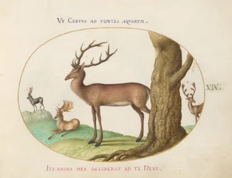 Plate 19: Four Types of Stags