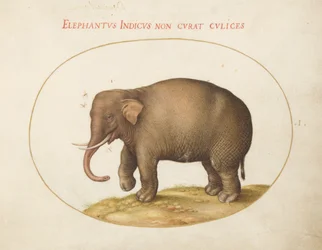 Elephant with Insects (Plate 1)
